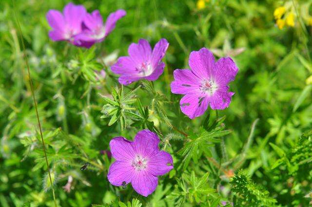 Image of geranium