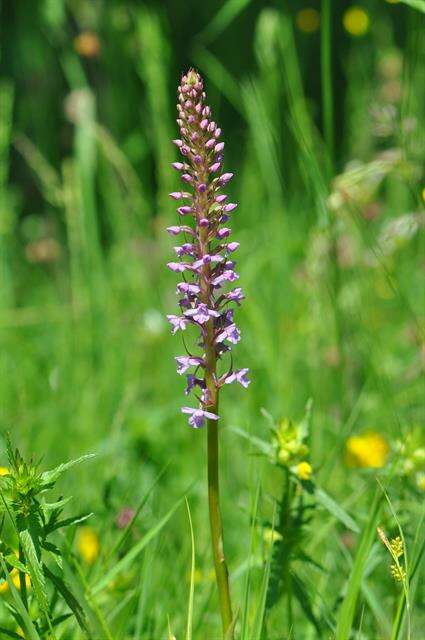 Image of Gymnadenia densiflora (Wahlenb.) A. Dietr.