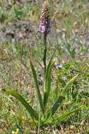 Image of Gymnadenia densiflora (Wahlenb.) A. Dietr.