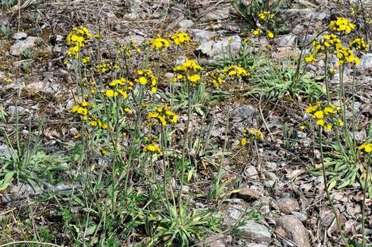 Image of Pilosella cymosa (L.) Sch. Bip., F. W. Schultz & Sch. Bip.