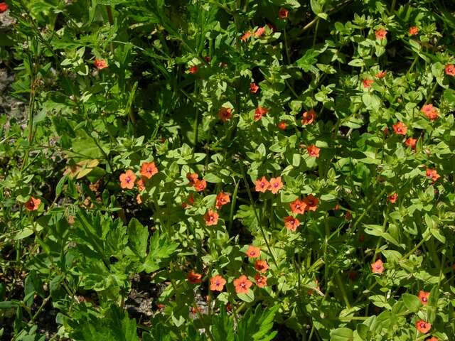 Image of Scarlet pimpernel