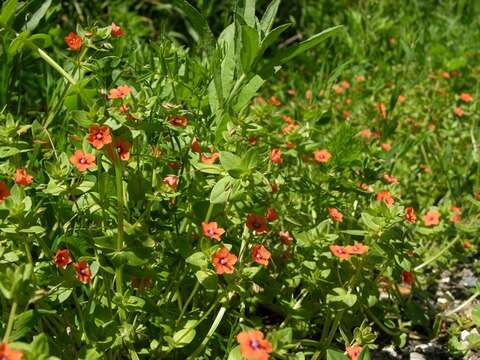 Imagem de Lysimachia arvensis subsp. arvensis