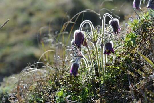 Image of pasqueflower