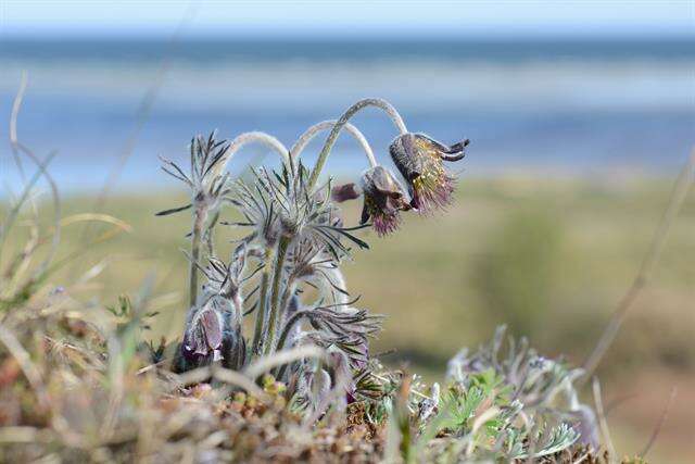 Image of pasqueflower