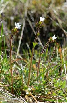 Plancia ëd Saxifraga