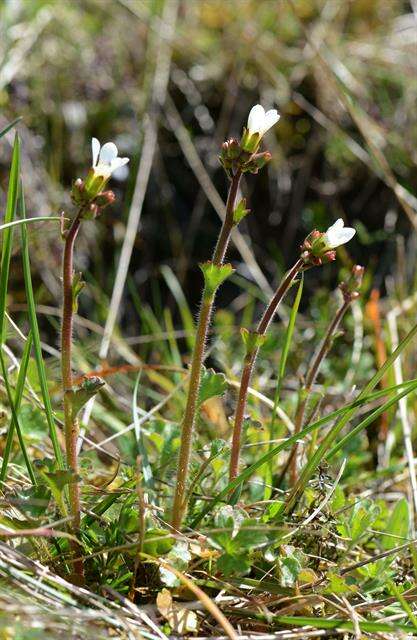 Image of saxifrage