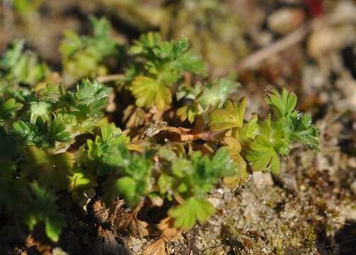 Image of Parsley-piert