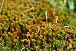 Image of Bird Wheat