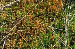 Image of Bird Wheat