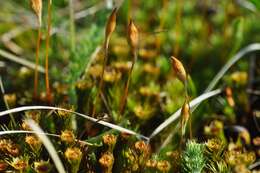 Image of Bird Wheat