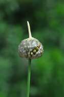 Allium vineale L. resmi