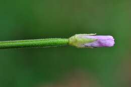 Image of fringed willowherb