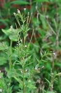 Image of fringed willowherb