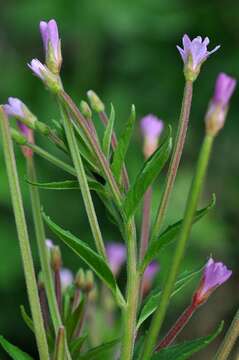 Image of fringed willowherb