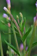 Image of fringed willowherb