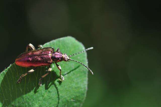 Image of <i>Plateumaris sericea</i>