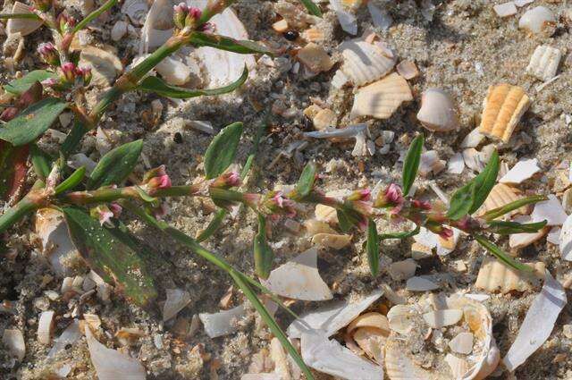 Image of knotgrass