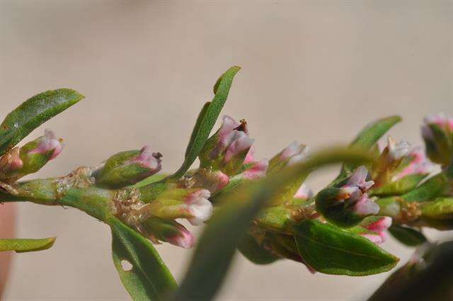 Image of knotgrass