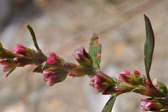 Image of knotgrass