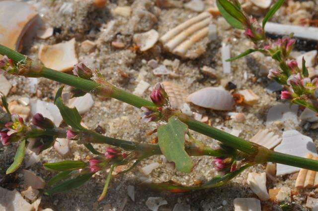 Image of knotgrass