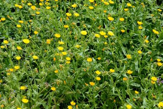 Image of marigold