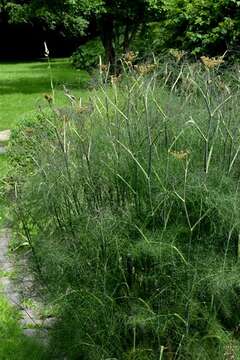 Foeniculum resmi