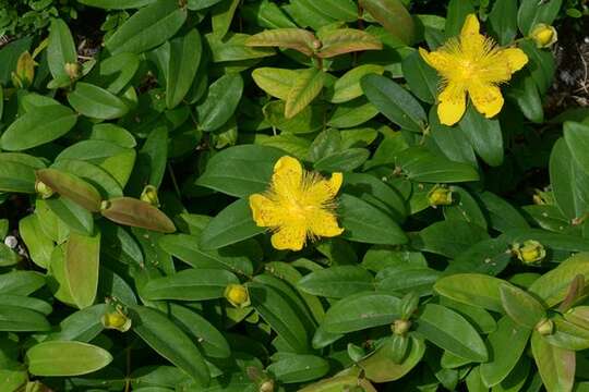 Image of St John's-wort