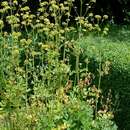 Image of garden lovage