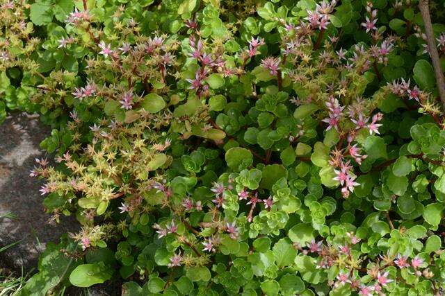 Image of Caucasian stonecrop