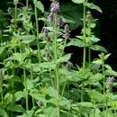 صورة Stachys cretica subsp. salviifolia (Ten.) Rech. fil.