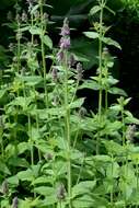 Imagem de Stachys cretica subsp. salviifolia (Ten.) Rech. fil.