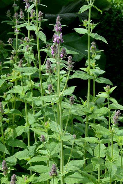 Stachys cretica subsp. salviifolia (Ten.) Rech. fil. resmi