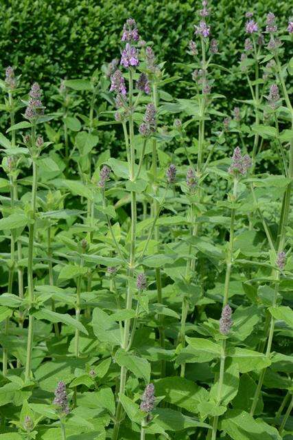 صورة Stachys cretica subsp. salviifolia (Ten.) Rech. fil.