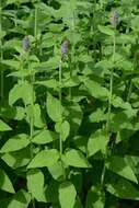 صورة Stachys cretica subsp. salviifolia (Ten.) Rech. fil.