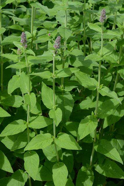 Stachys cretica subsp. salviifolia (Ten.) Rech. fil. resmi