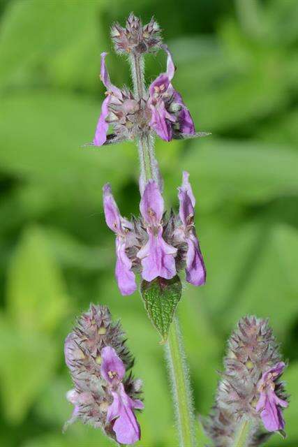 صورة Stachys cretica subsp. salviifolia (Ten.) Rech. fil.