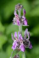 صورة Stachys cretica subsp. salviifolia (Ten.) Rech. fil.