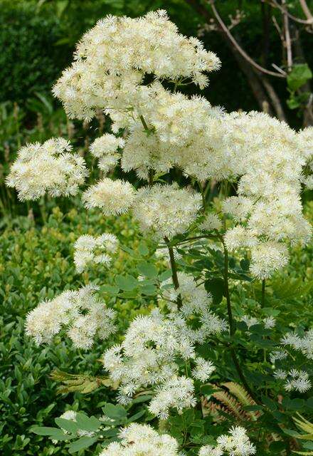 Image of meadow-rue