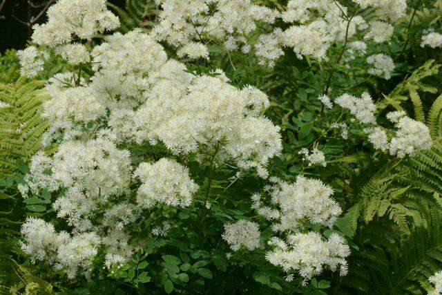 Image of meadow-rue