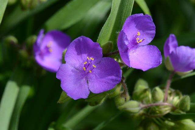 Image of spiderwort