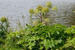 Image of Angelica archangelica subsp. litoralis (Fries) Thell.