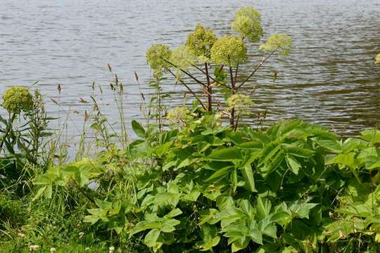 Image of Angelica archangelica subsp. litoralis (Fries) Thell.