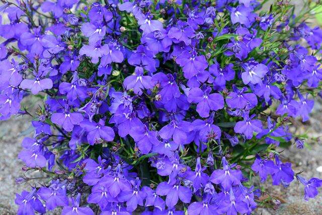 Image of lobelia