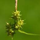 Image of Carex oederi var. oederi