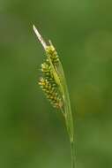 Image of pale sedge