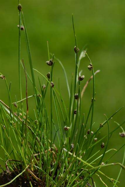 Image of bulrush