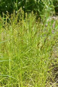 Слика од Carex muskingumensis Schwein.