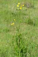 Image of hawksbeard