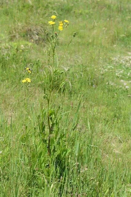 Image of hawksbeard