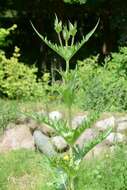 Image of teasel